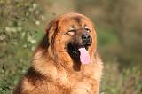 DOGUE DU TIBET 597